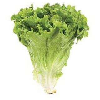 Fresh Lettuce